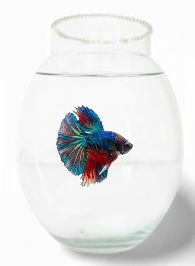 حوض سمك زجاجي من 7pets مقاس 6 بوصات مع طوق للرقبة، مناسب للأسماك الصغيرة والنباتات | خيار مثالي لأحواض السمك لتزيين المكاتب والمنازل - Image 1